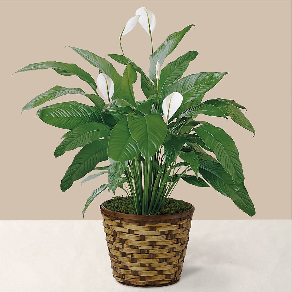 cleveland peace lily Tranquil Moments Peace Lily Plant – white flower arrangement | Cleveland, TN