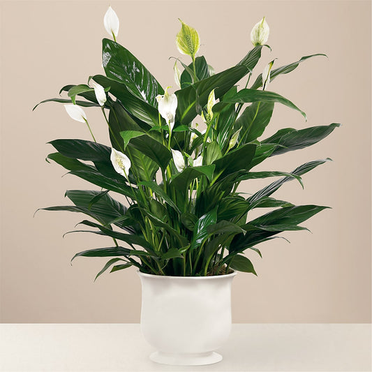 Comfort Planter –  Isbill Floral Gallery, Cleveland TN